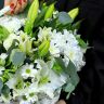 Незабываемая от 6 720 руб.
